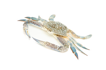 Crab isolate on white background