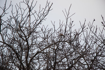 Pigeons on tree branches on a cloudy autumn day.