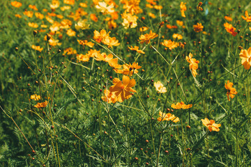 yellow flowers in the garden