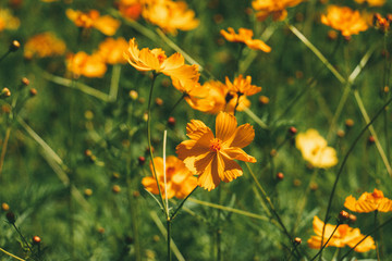 yellow flowers in the garden