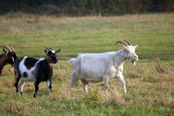 domestic goats	