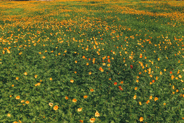 yellow flowers in the garden