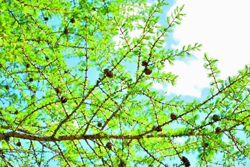 Fototapeta premium branches, tree, sky