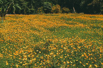 yellow flowers in the garden