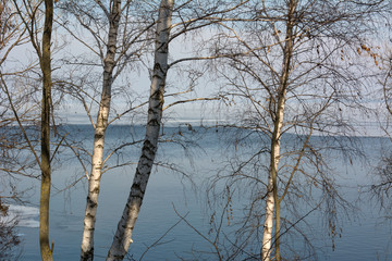 trees in winter - 308255393