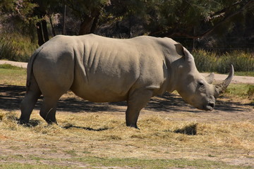 Rhinoc&eacute;ros