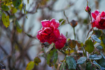 iced roses with white frost. Frozen morning in the mountains