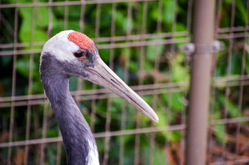 portrait of stork