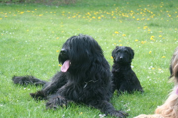 Briards et petit chien