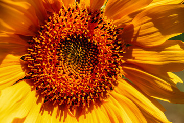 yellow flowers in the garden