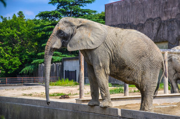 Fototapeta premium elephant in zoo