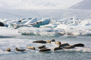 Joekulsarlon Seals, Iceland - 308256322