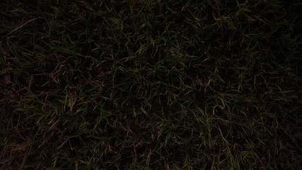 dry grass field as background and texture