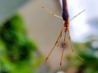 Spider on spider web