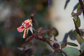 iced roses with white frost. Frozen morning in the mountains