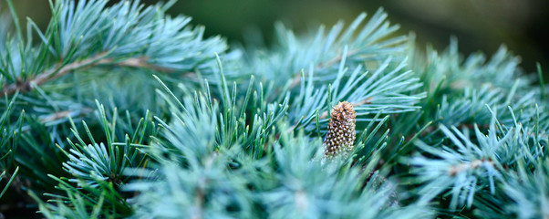 Cedrus libani - Christmas Tree with a Cone