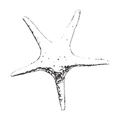 Starfish drawing. Black on a white background. Vector illustration.