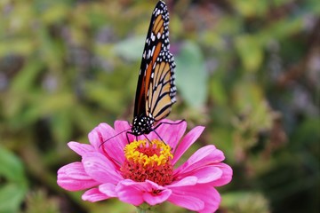 butterfly on flower