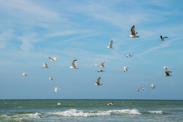 Vol de goëlands à Le Portel