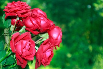 Red roses flower bouquet