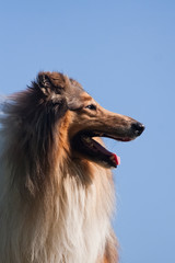 Red-haired collie breed dog on a background of blue sky
