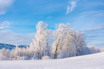 Winterzauber, verschneite Winterlandschaft, Bäume mit Schnee