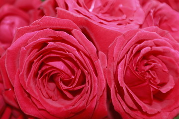 Beautiful of Red roses