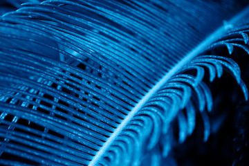 Blue colored tropical leaf background.