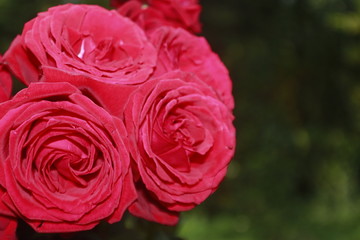 Obraz premium Beautiful of Red roses