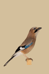 Eichelhäher. Vogelportrait Nr.1