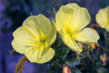 yellow flower - 308257562