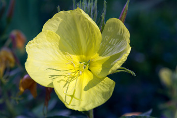 yellow flower - 308257590