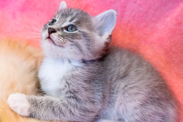 Striped, red, gray little adorable kittens  © Natalia