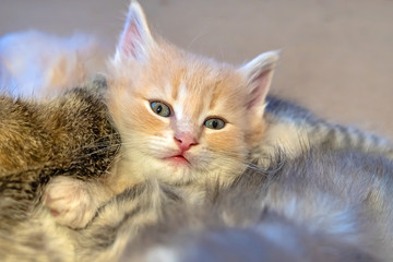 Striped, red, gray little adorable kittens  © Natalia