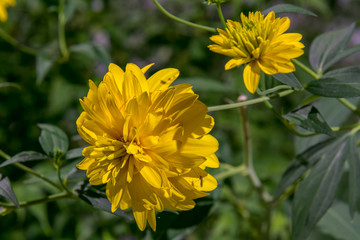 yellow flowers in the garden - 308257744