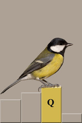 Kohlmeise. Vogelportrait Nr.1
