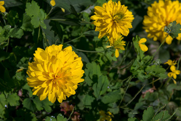 yellow flowers in the garden - 308257759