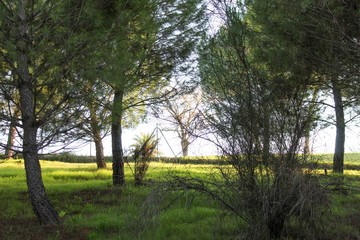 Obraz premium Amazing landscape whit plants and animals