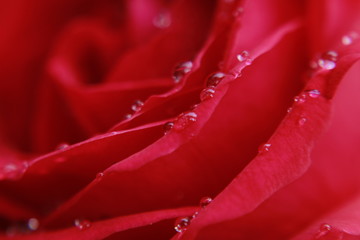 Beautiful Red Rose With Water Drops.