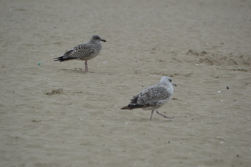 Две чайки на песчаном пляже