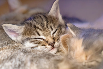 Striped, red, gray little adorable kittens  © Natalia