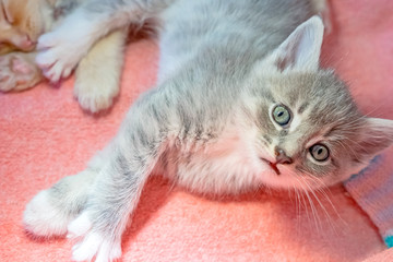 Striped, red, gray little adorable kittens  © Natalia