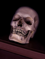 A Skull on a wooden pedestal. The exhibit of human skull on black background.