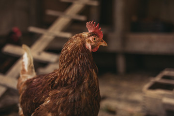 Close up portrait of hen (hampshire) in free breeding (free range). Brown hen posing to camera in breeding house . Illuminated and isolated hen resting in the hen house.