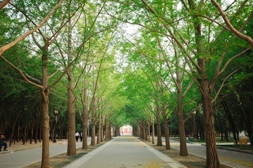 Path lined with trees in a park in Beijing, China