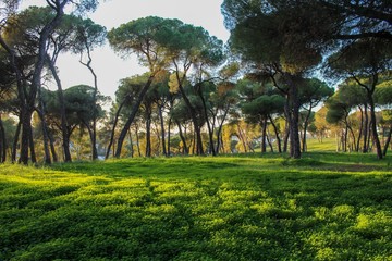 Amazing landscape whit plants and animals