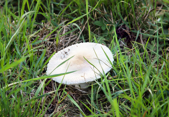 Pilz, Pilze bevölkern den Wald und erfüllen ihn mit Leben