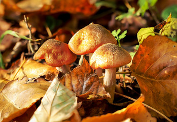 Pilz, Pilze bevölkern den Wald und erfüllen ihn mit Leben