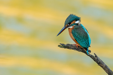 Colorful Common Kingfisher perching on a perch watching for prey
