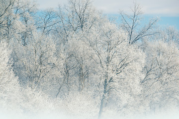 Obraz na płótnie Canvas Winter Landscape of Bare, Frosted Trees